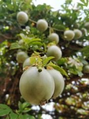 Organic passion fruit