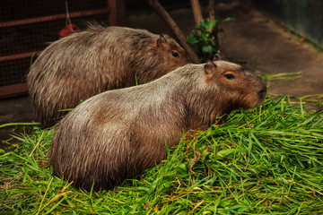 A capybara is the largest rodent in the world, closely related to guinea pigs with long light brown shaggy hair, no tail and webbed feet.