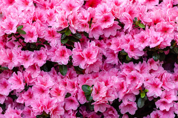 Beautiful pink azalea flowers
