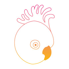 gang gang cockatoo australian bird head