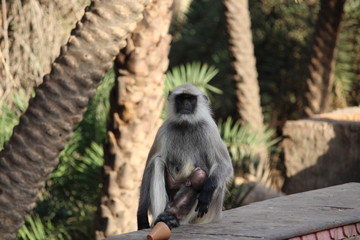 A curious mother feeding her baby - Nature love