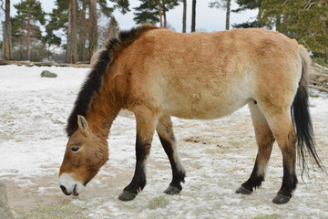 Mongolian wild ass (Equus hemionus hemionus), also known as Mongolian khulan in early spring