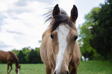 Obraz premium brown and white horses