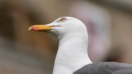 Seagull