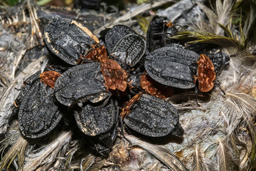 bugs on dead bird