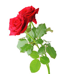 Beautiful red Roses (Rosaceae) isolated on white background, including clipping path. 