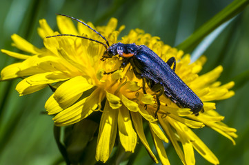 macro insect soldier beetle collects fodder on a dandelion in the summer