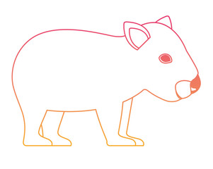 wild wombat australian creature
