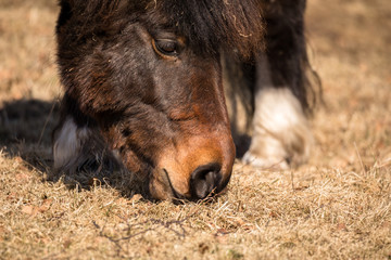 Fototapeta premium A close up of the muzzle of a pony grazing, eating brown winter grass in march