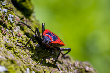 fire bug macro insect close up in spring