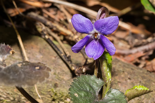 Sweet Violet (Viola odorata)