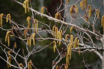 Pollenalarm! Allergische Reaktionen auf Blütenstaub