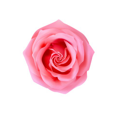 Realistic rose, vector illustration