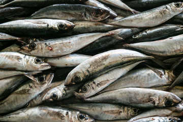 Petits poissons frais de style sardine