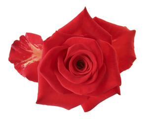 Wonderful red Rose (Rosaceae) isolated on white background. Germany