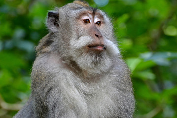 regal monkey