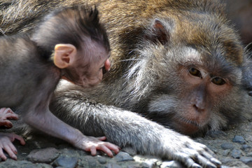 baby monkey with mother