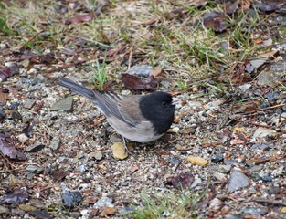 Dark eyed Junco Bird