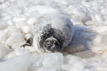 sea calf baby rest on the ice on the Baltic Sea coast