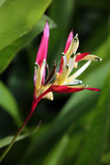 Helikonie Heliconia psittacorum 'Lady Di'