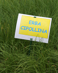 aromatic plant with label with the text ERBA CIPOLLINA which in