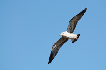 Flying juvenile common gull (Larus canus) or mew gull against clear blue sky