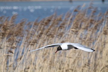 Flying black-headed gull (Chroicocephalus ridibundus) against lake and dry bulrush