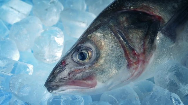 Sea Bass On Ice
