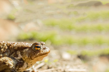 Frog close portrait near bog