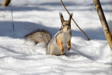Red eurasian squirrel
