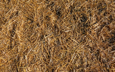 dried straw and barn hay