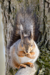 Red eurasian squirrel