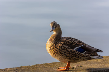 Fototapeta premium A Duck Playing Cute for a Great Photo
