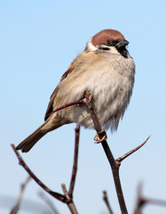 Adult Eurasian tree sparrow or Passer montanus sitting on thin branches against blue sky