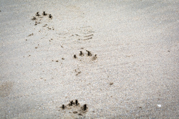 Animal, paw print on a sandy beach