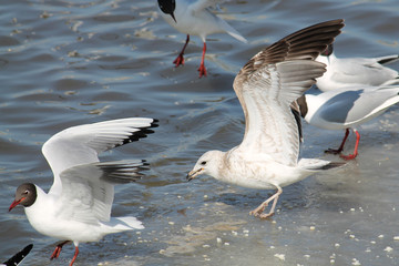 Juvenile Common Gull or Larus canus with raised wings