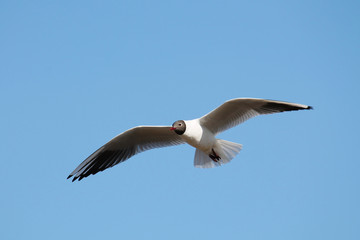 Fototapeta na wymiar Flying black-headed gull (Chroicocephalus ridibundus) against clear blue sky