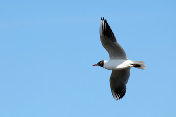Flying black-headed gull (Chroicocephalus ridibundus) against clear blue sky