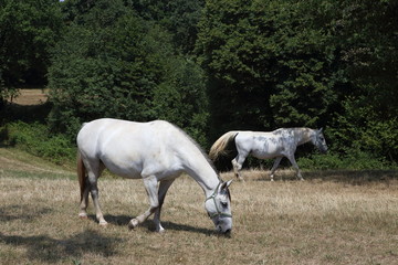 Naklejka na ściany i meble Beautiful lipizzaner horses running on the pasture
