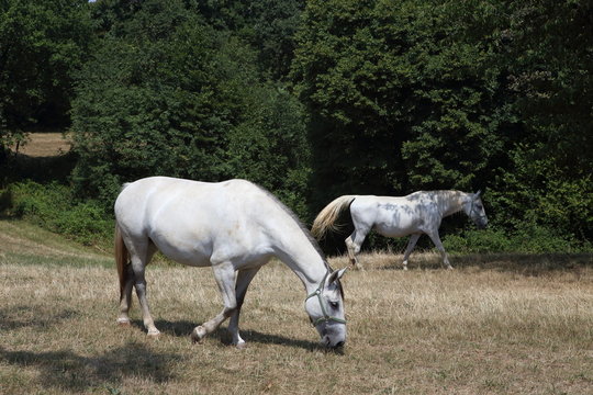 Beautiful lipizzaner horses running on the pasture