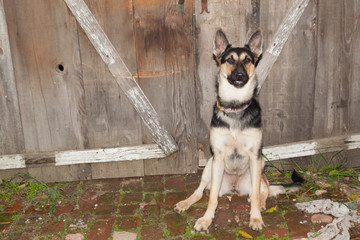 German Shepard sitting in rustic setting