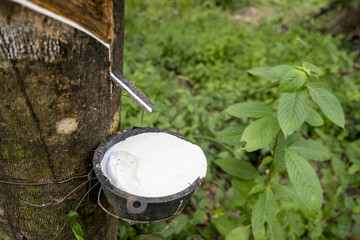 Rubber tapping sap