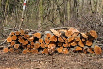 Naklejka premium Pile of wood in the forest