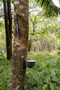 Rubber tapping in the jungle