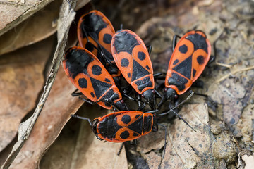 Fire Bug (Pyrrhocoris apterus) 