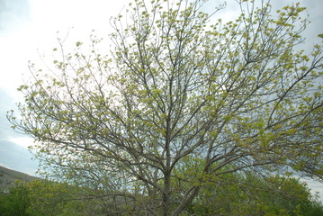 tree nature sky