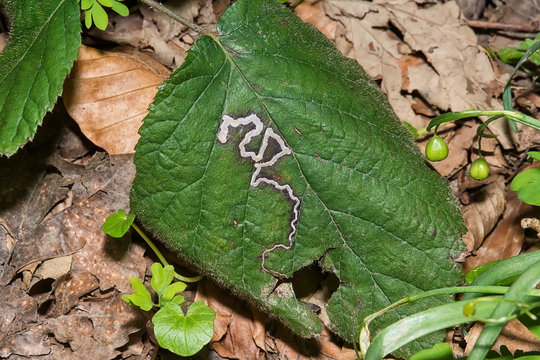 Snake skin on leaf