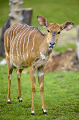 Tragelaphus angasii,Tragelaphus buxtoni