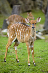 Tragelaphus angasii,Tragelaphus buxtoni