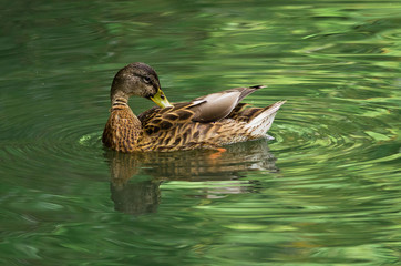female duck in the green water is washing the feathers.